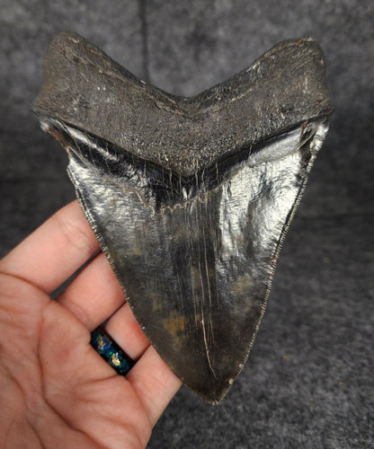 Authentic, 5.26" Fossil Megalodon Tooth - South Carolina - Fossil Driven