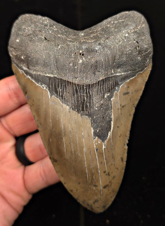 Authentic, 5.27" Fossil Megalodon Tooth - Meg Ledge, North Carolina - Fossil Driven