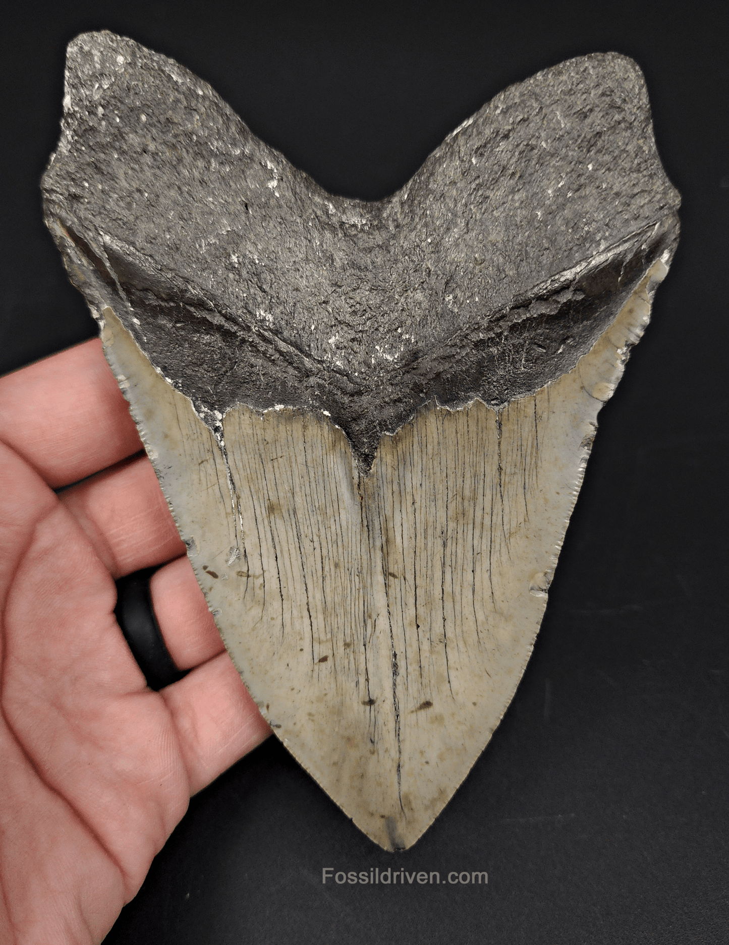 Authentic, 5.29" Fossil Megalodon Tooth - Meg Ledge - Fossil Driven