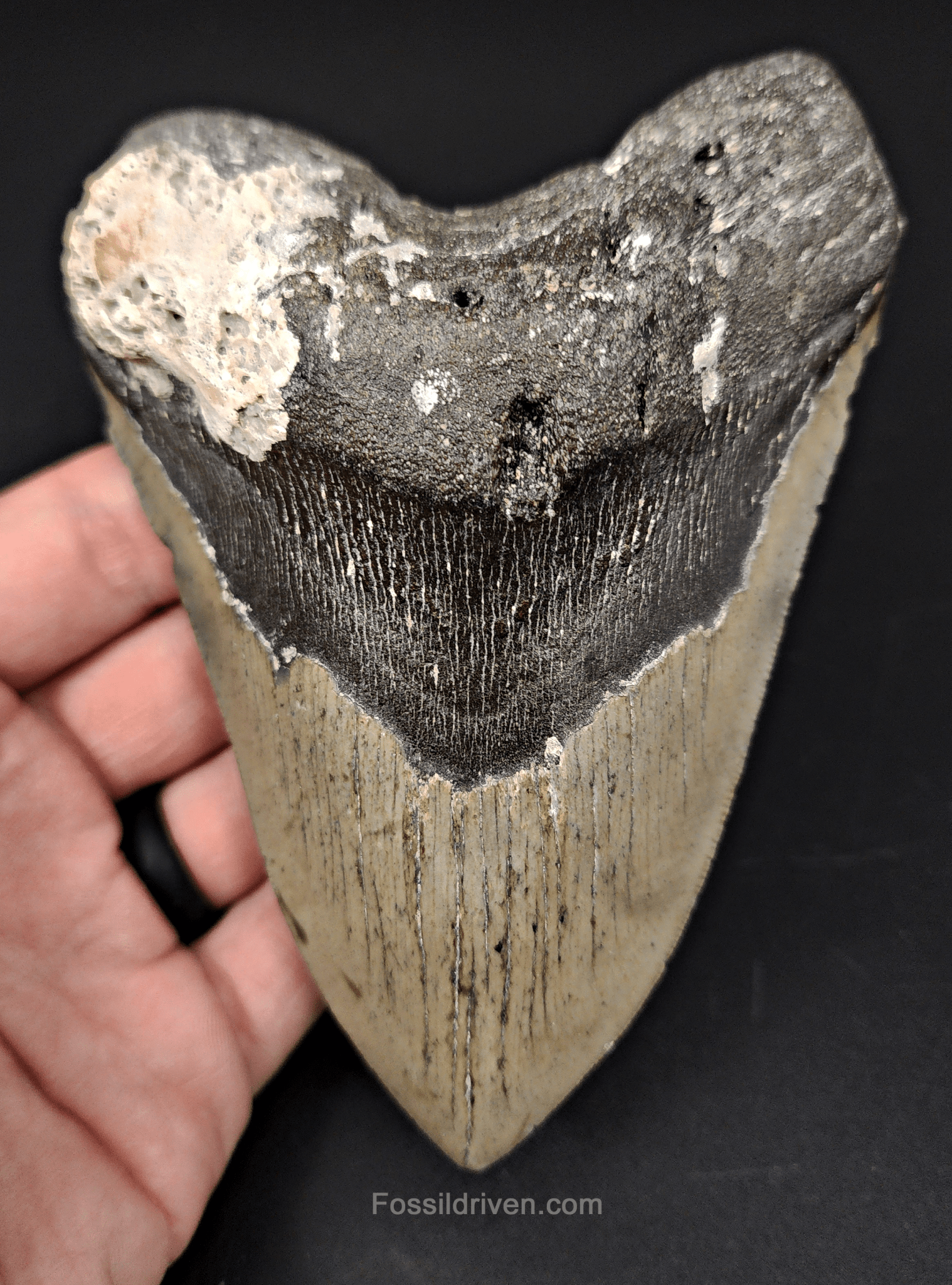 Authentic, 5.29" Fossil Megalodon Tooth - Meg Ledge - Fossil Driven