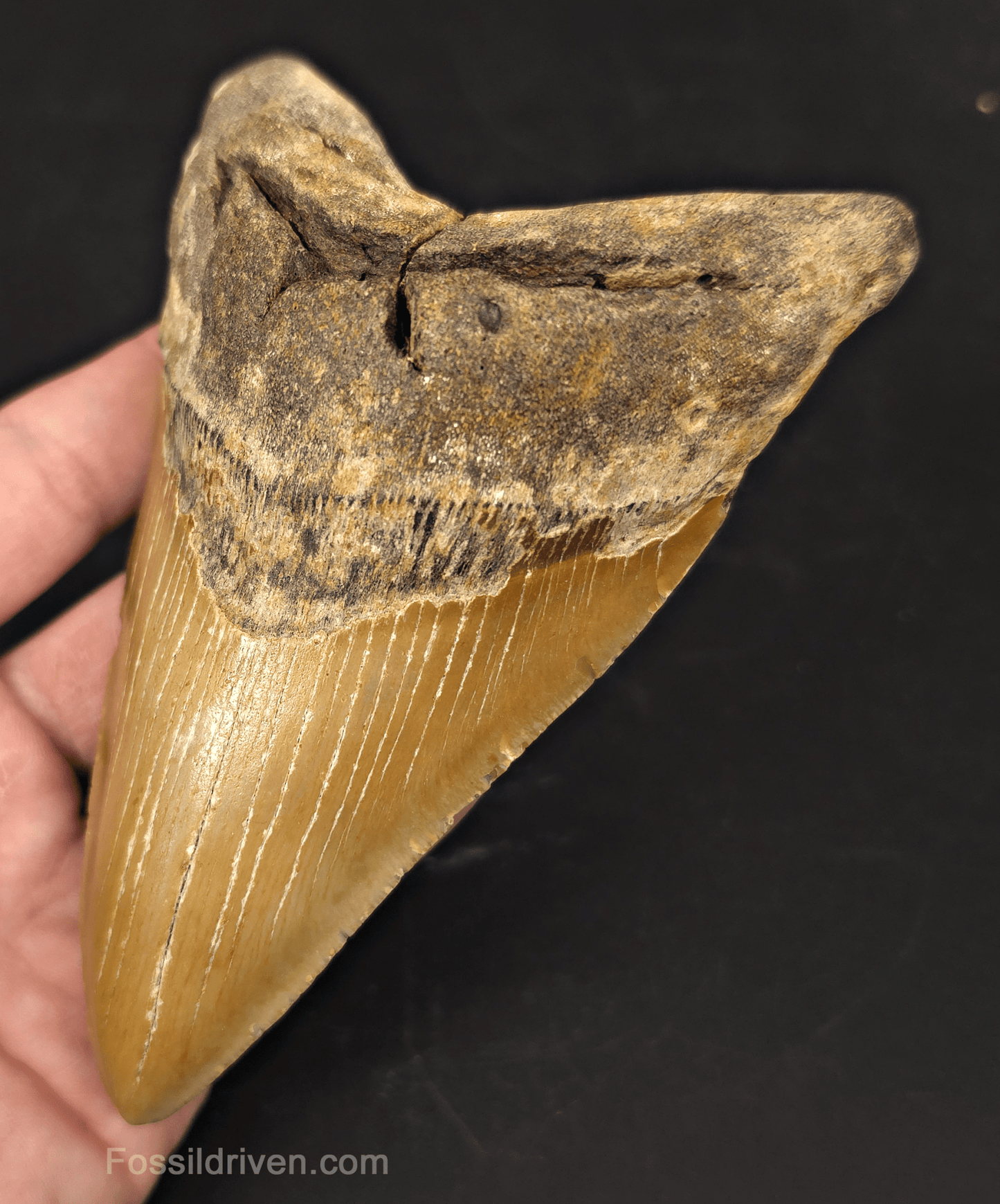 Authentic, 5.31" Fossil Megalodon Tooth - Meg Ledge, North Carolina - Fossil Driven
