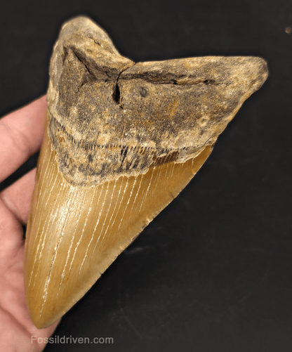 Authentic, 5.31" Fossil Megalodon Tooth - Meg Ledge, North Carolina - Fossil Driven