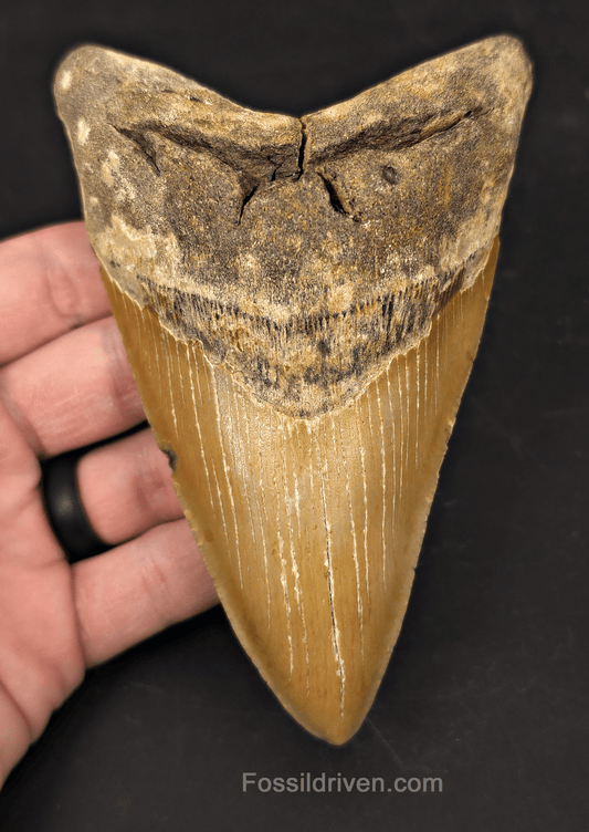 Authentic, 5.31" Fossil Megalodon Tooth - Meg Ledge, North Carolina - Fossil Driven