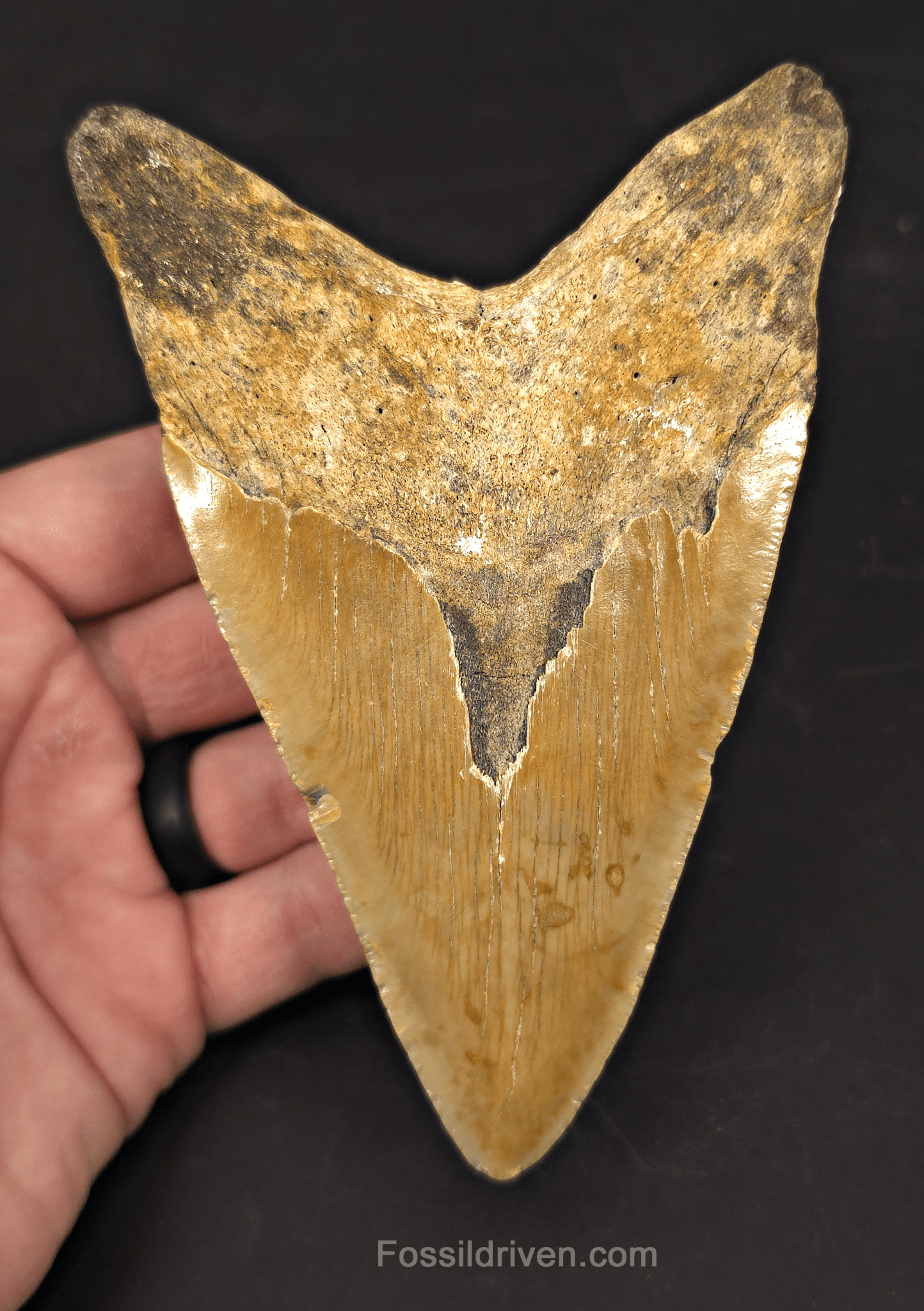 Authentic, 5.31" Fossil Megalodon Tooth - Meg Ledge, North Carolina - Fossil Driven