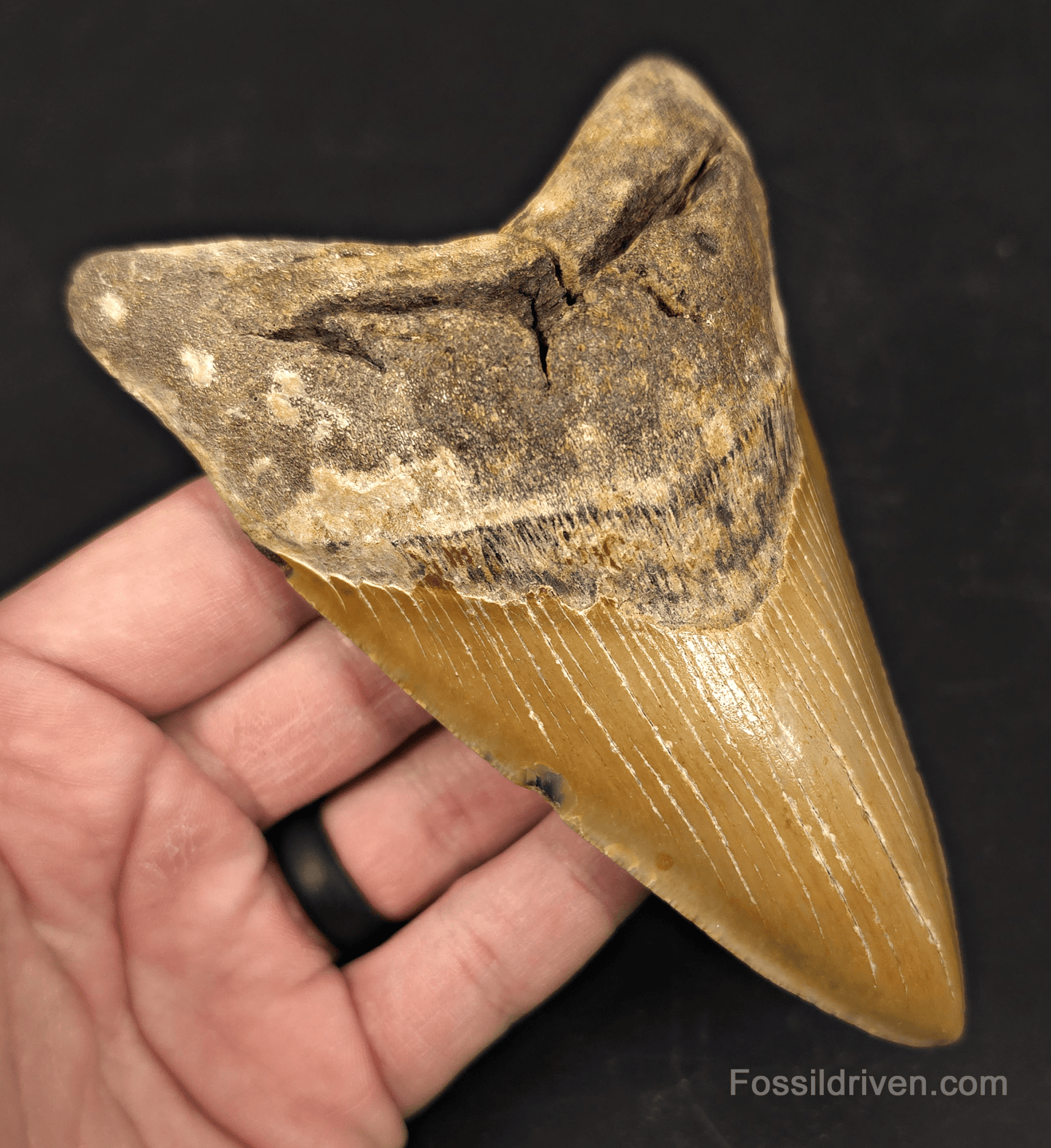 Authentic, 5.31" Fossil Megalodon Tooth - Meg Ledge, North Carolina - Fossil Driven