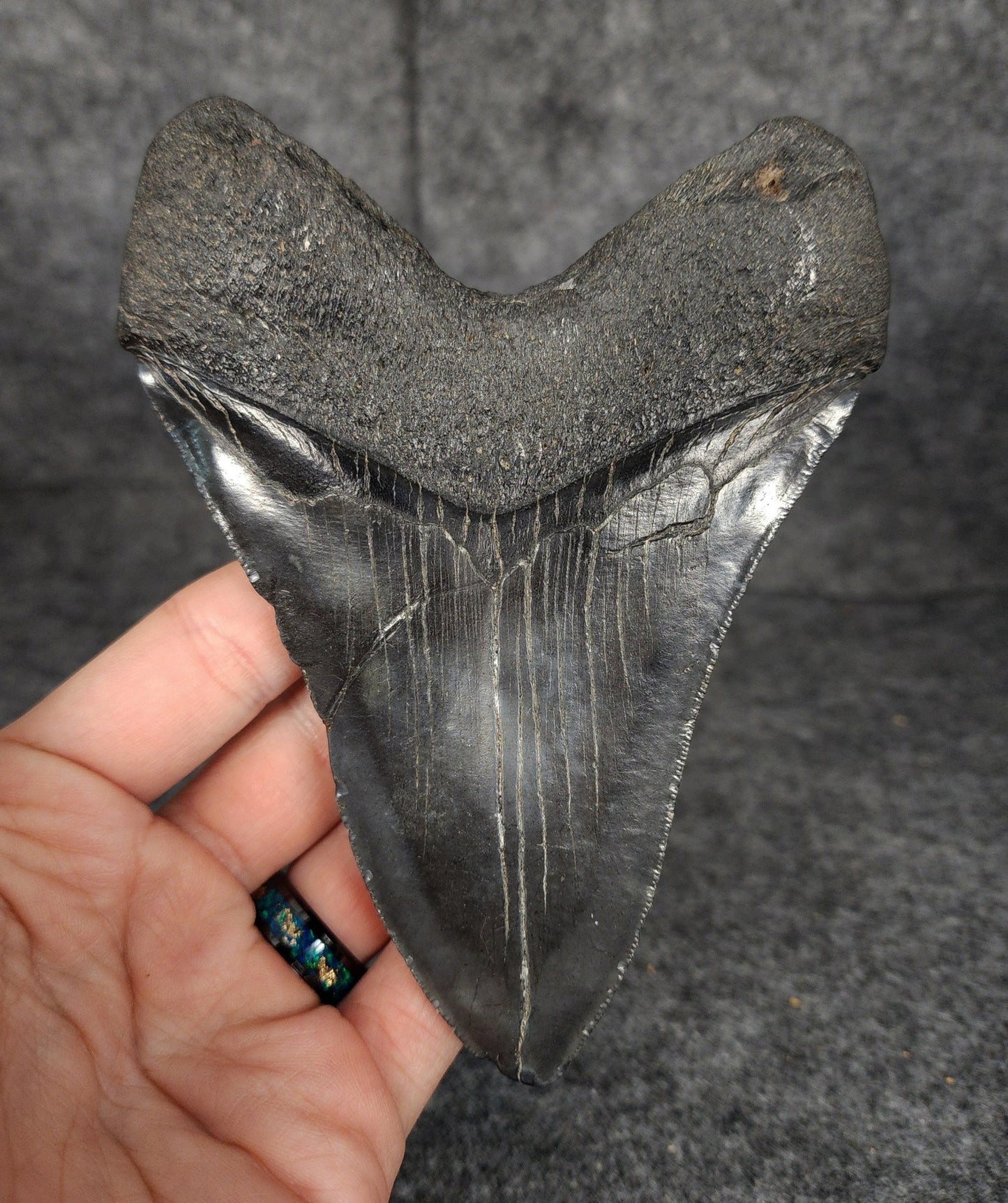 Authentic, 5.33" Fossil Megalodon Tooth - South Carolina - Fossil Driven
