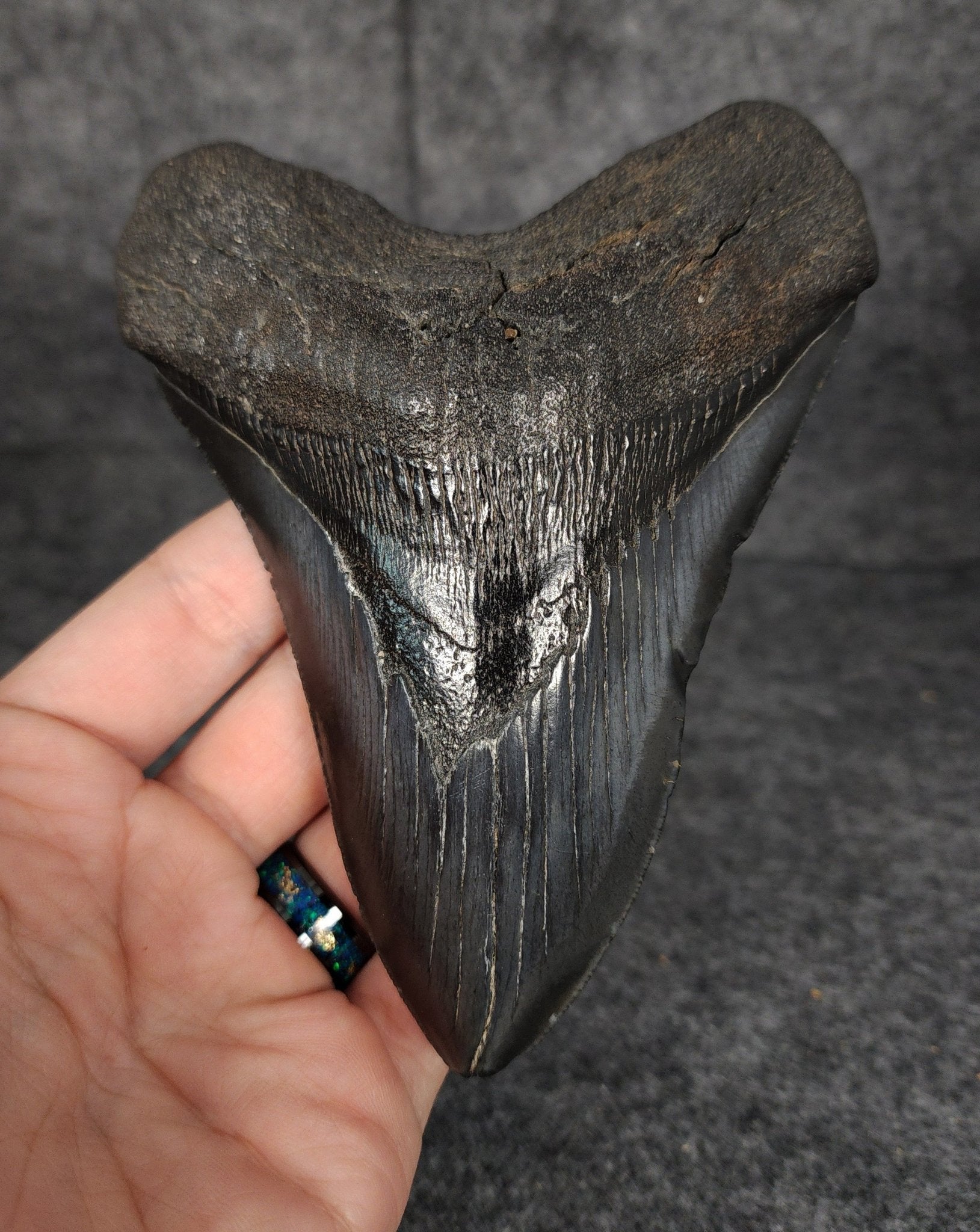 Authentic, 5.33" Fossil Megalodon Tooth - South Carolina - Fossil Driven