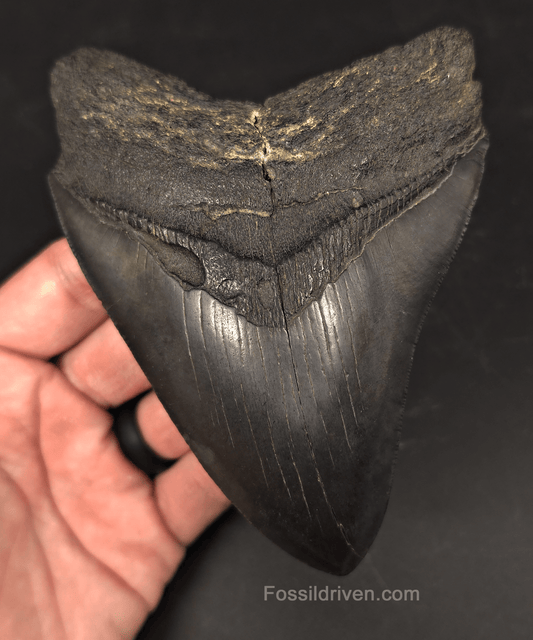 Authentic, 5.36" Fossil Megalodon Tooth - Charleston, South Carolina - Fossil Driven