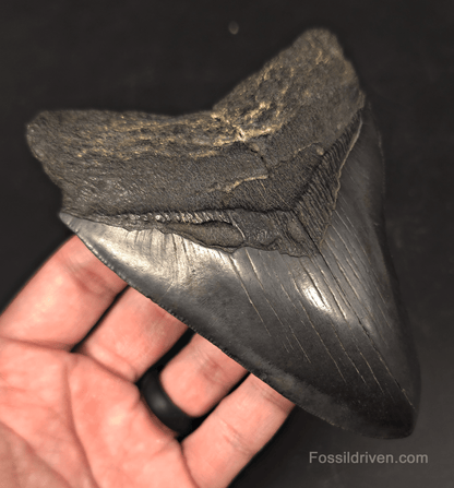 Authentic, 5.36" Fossil Megalodon Tooth - Charleston, South Carolina - Fossil Driven