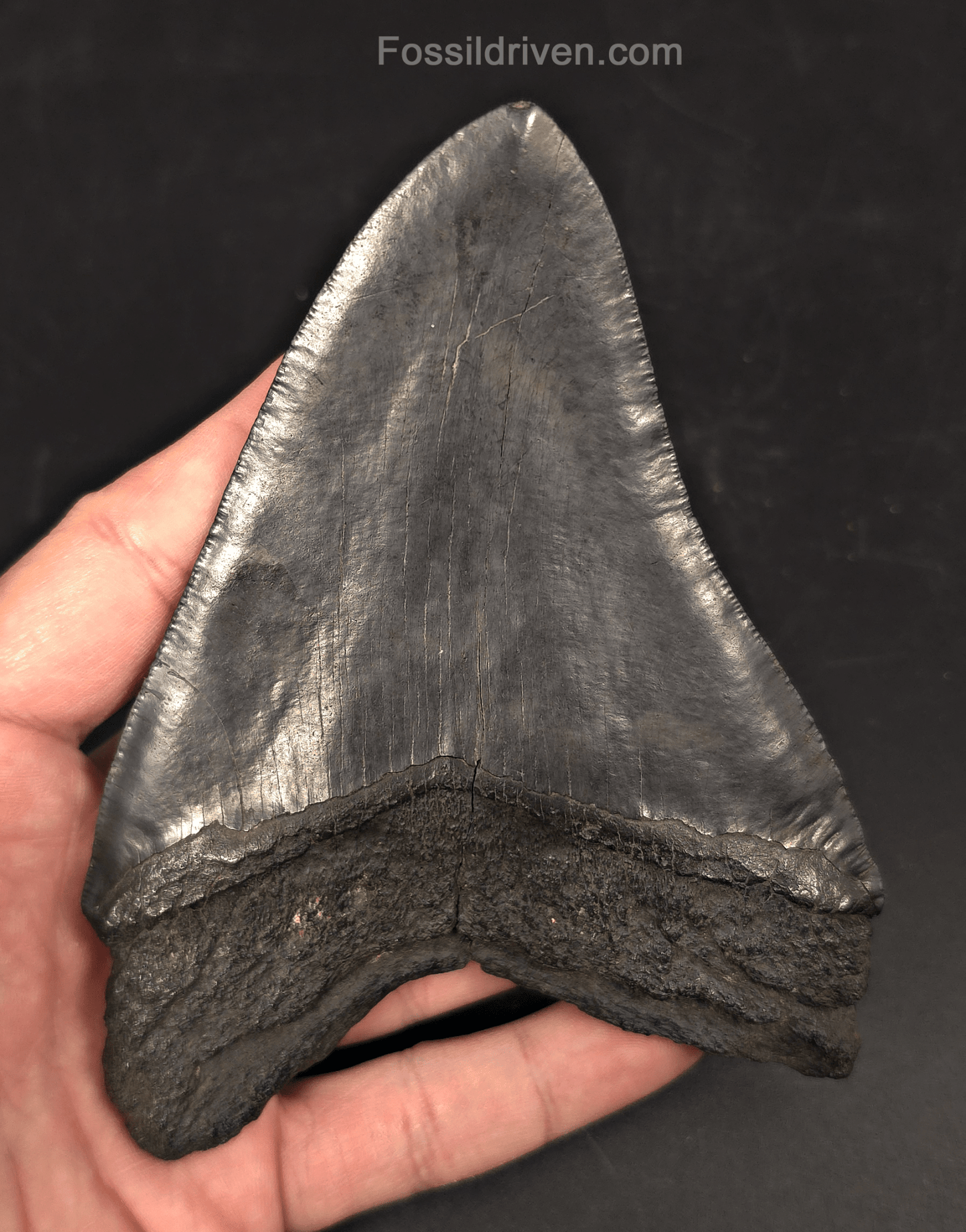 Authentic, 5.36" Fossil Megalodon Tooth - Charleston, South Carolina - Fossil Driven