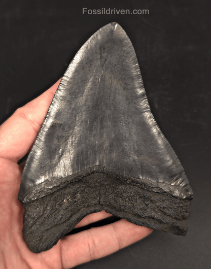 Authentic, 5.36" Fossil Megalodon Tooth - Charleston, South Carolina - Fossil Driven