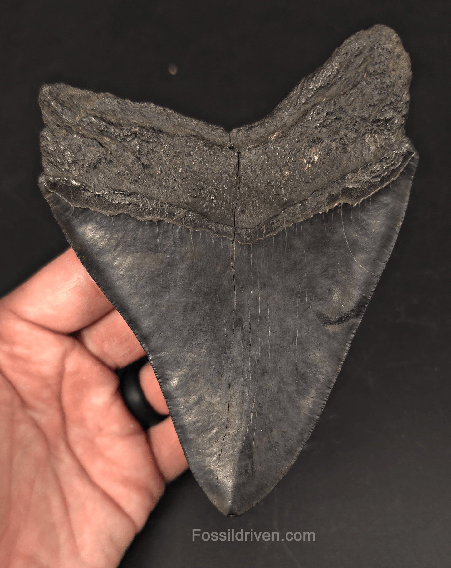 Authentic, 5.36" Fossil Megalodon Tooth - Charleston, South Carolina - Fossil Driven