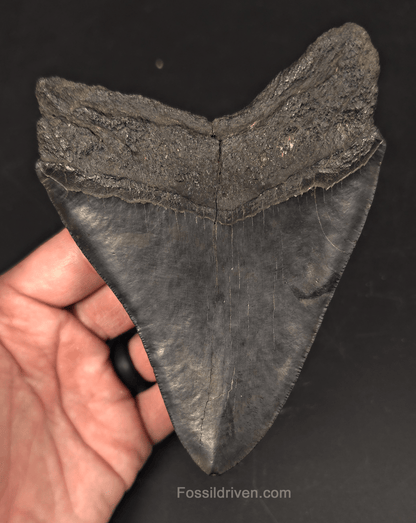 Authentic, 5.36" Fossil Megalodon Tooth - Charleston, South Carolina - Fossil Driven