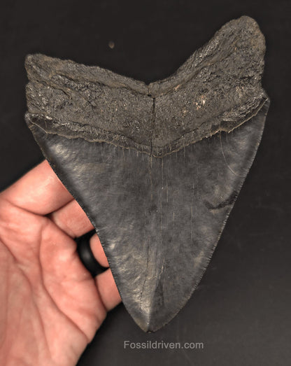 Authentic, 5.36" Fossil Megalodon Tooth - Charleston, South Carolina - Fossil Driven