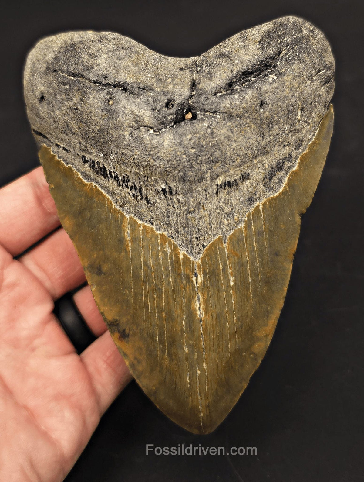 Authentic, 5.36" Fossil Megalodon Tooth - Meg Ledge, North Carolina - Fossil Driven