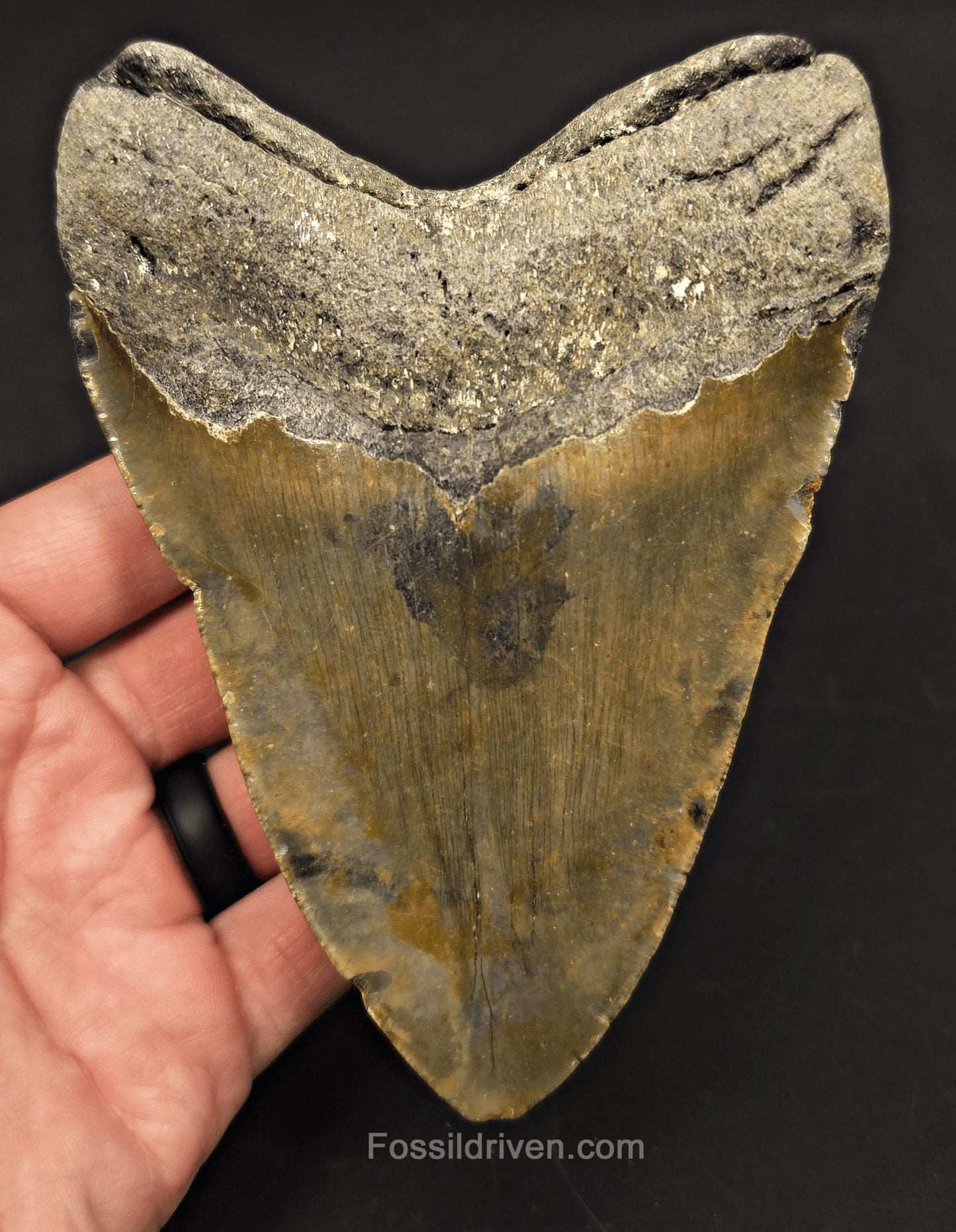 Authentic, 5.36" Fossil Megalodon Tooth - Meg Ledge, North Carolina - Fossil Driven