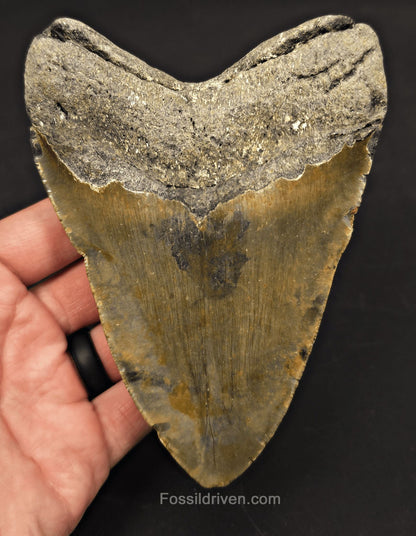 Authentic, 5.36" Fossil Megalodon Tooth - Meg Ledge, North Carolina - Fossil Driven