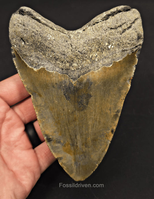 Authentic, 5.36" Fossil Megalodon Tooth - Meg Ledge, North Carolina - Fossil Driven
