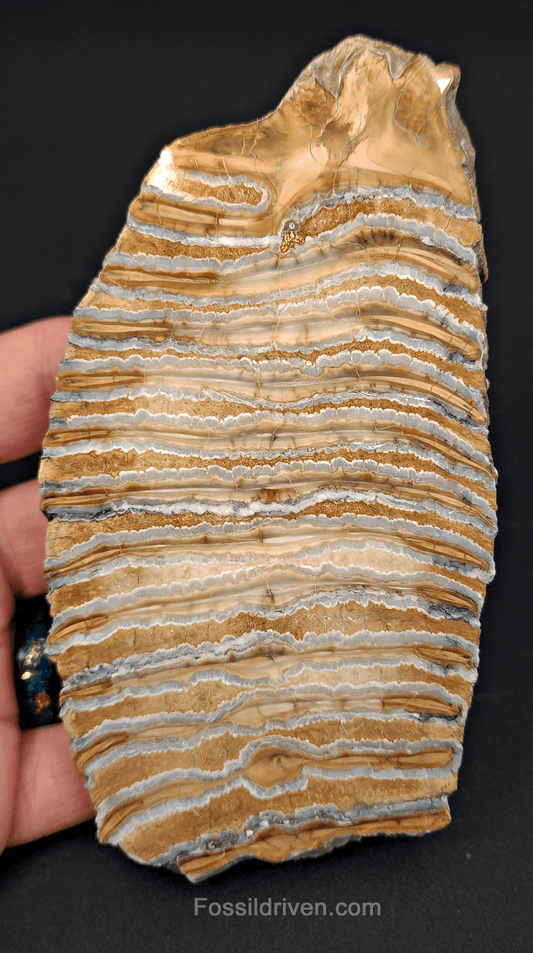 Authentic, 5.37" Polished Mammoth Tooth Slice - Siberia - Fossil Driven