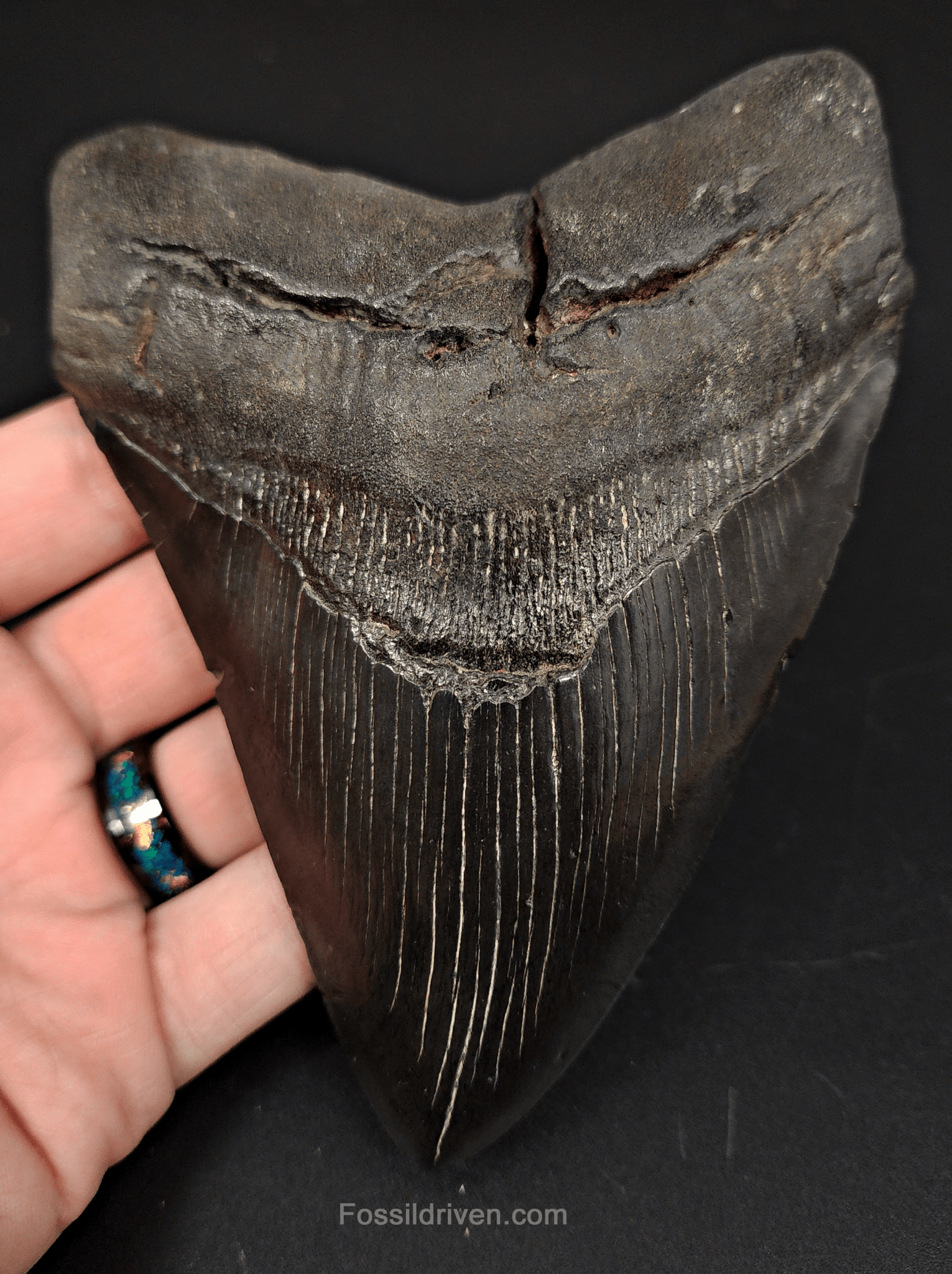 Authentic, 5.44" Fossil Megalodon Tooth - South Carolina - Fossil Driven