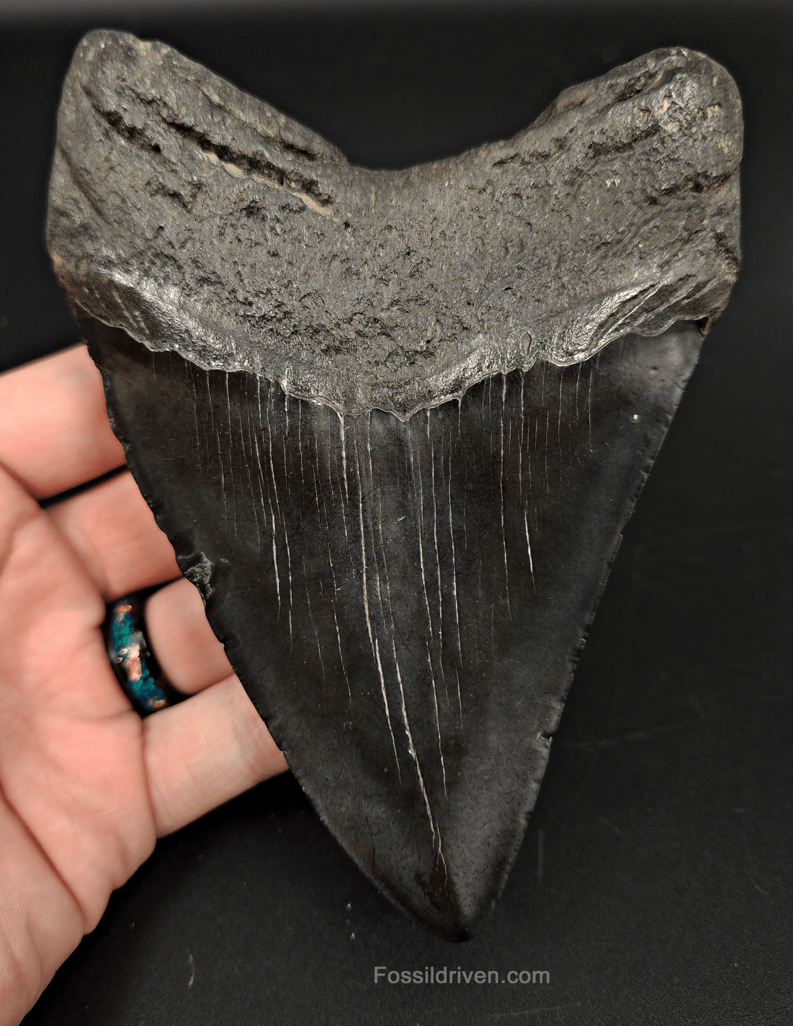 Authentic, 5.44" Fossil Megalodon Tooth - South Carolina - Fossil Driven