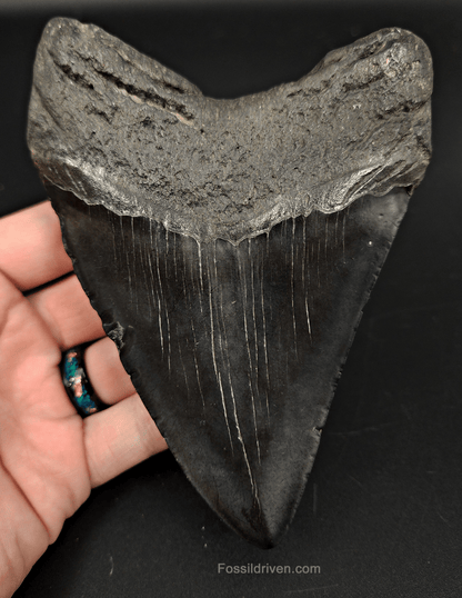 Authentic, 5.44" Fossil Megalodon Tooth - South Carolina - Fossil Driven