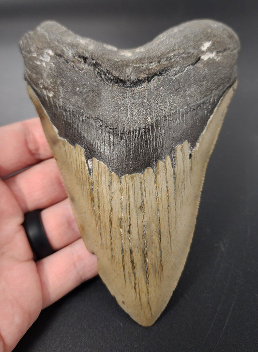 Authentic, 5.45" Fossil Megalodon Tooth - Meg Ledge - Fossil Driven
