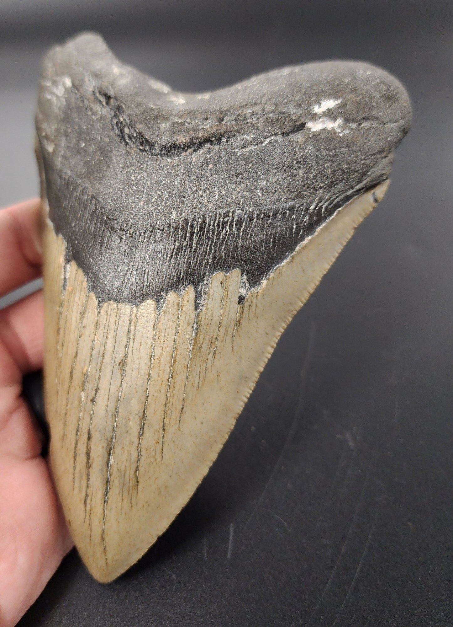 Authentic, 5.45" Fossil Megalodon Tooth - Meg Ledge - Fossil Driven