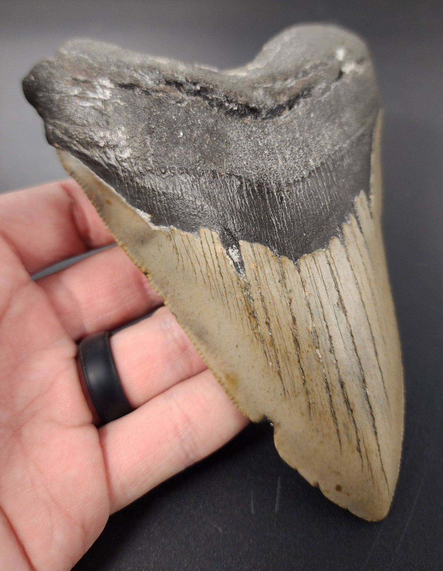 Authentic, 5.45" Fossil Megalodon Tooth - Meg Ledge - Fossil Driven