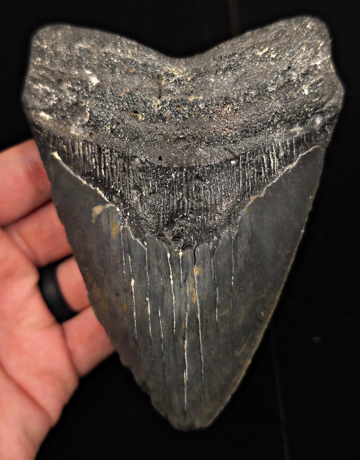 Authentic, 5.45" Fossil Megalodon Tooth - Meg Ledge, North Carolina - Fossil Driven