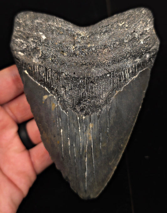 Authentic, 5.45" Fossil Megalodon Tooth - Meg Ledge, North Carolina - Fossil Driven
