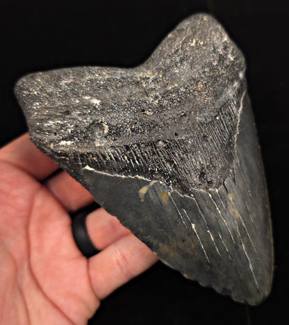 Authentic, 5.45" Fossil Megalodon Tooth - Meg Ledge, North Carolina - Fossil Driven