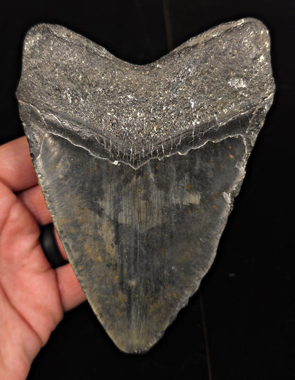 Authentic, 5.45" Fossil Megalodon Tooth - Meg Ledge, North Carolina - Fossil Driven