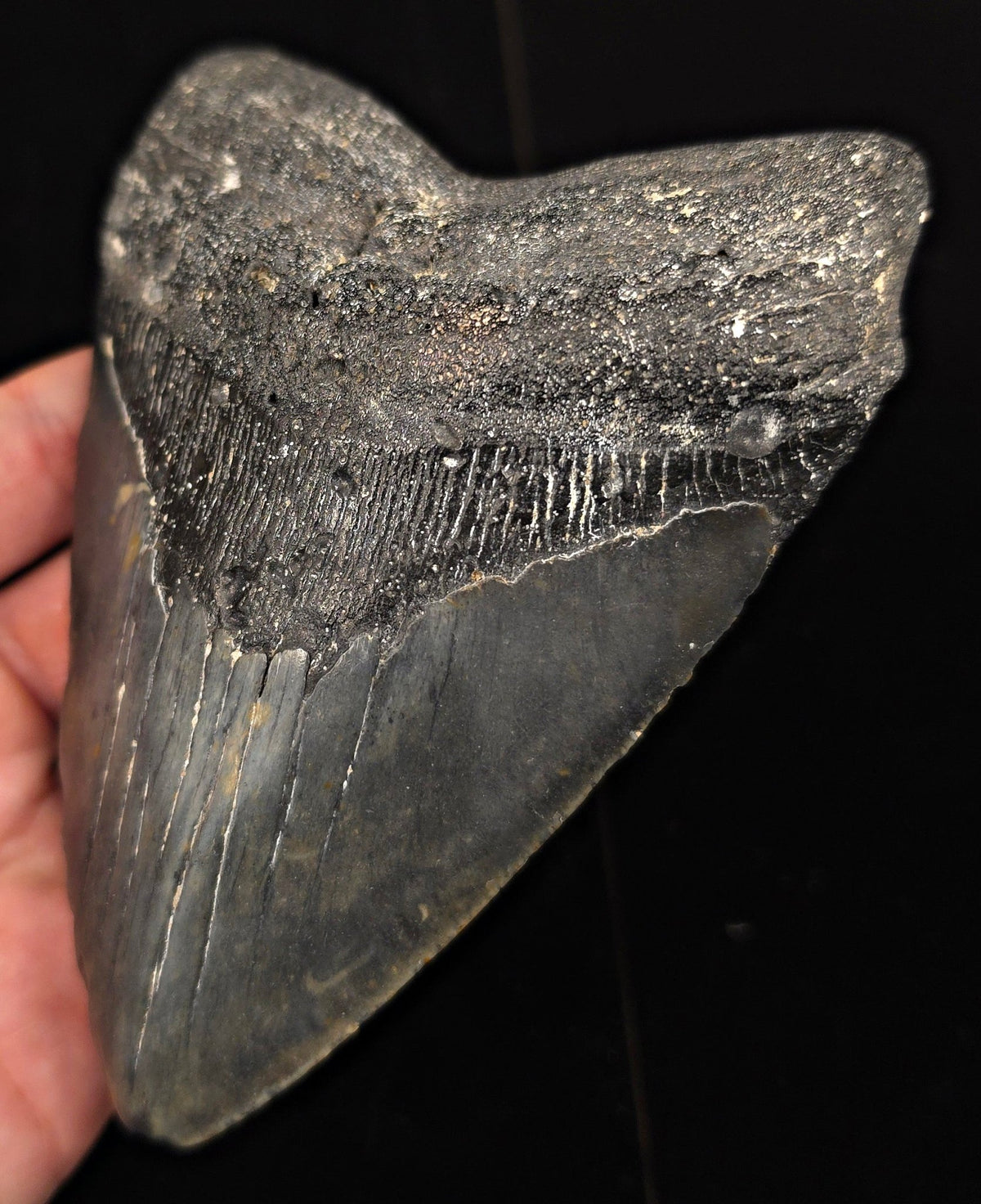 Authentic, 5.45" Fossil Megalodon Tooth - Meg Ledge, North Carolina - Fossil Driven