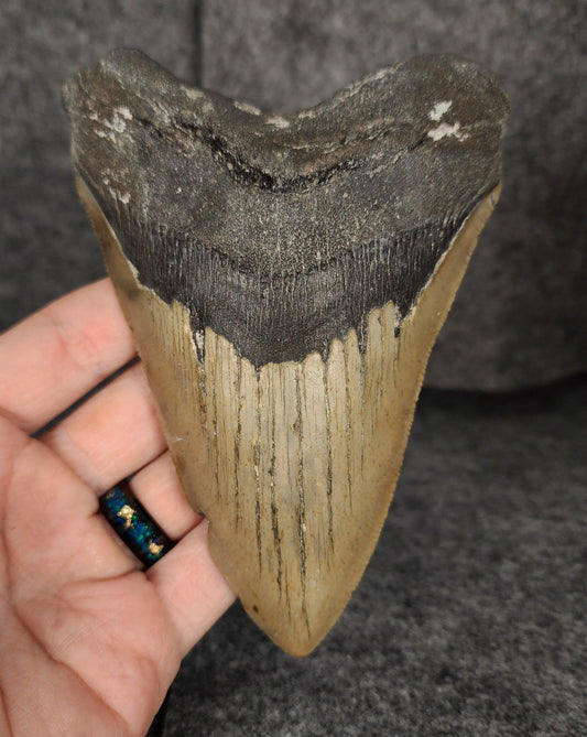 Authentic, 5.46" Fossil Megalodon Tooth - Meg Ledge - Fossil Driven