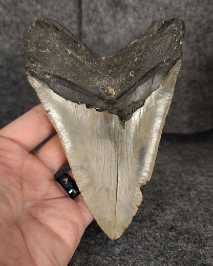 Authentic, 5.46" Fossil Megalodon Tooth - Meg Ledge - Fossil Driven