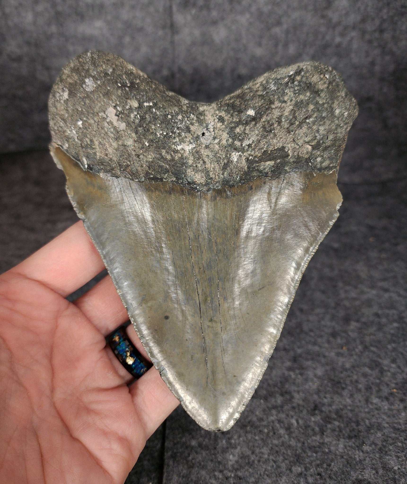 Authentic, 5.47" Fossil Megalodon Tooth - Meg Ledge - Fossil Driven