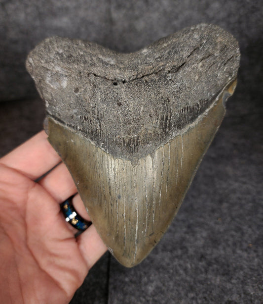 Authentic, 5.47" Fossil Megalodon Tooth - Meg Ledge - Fossil Driven