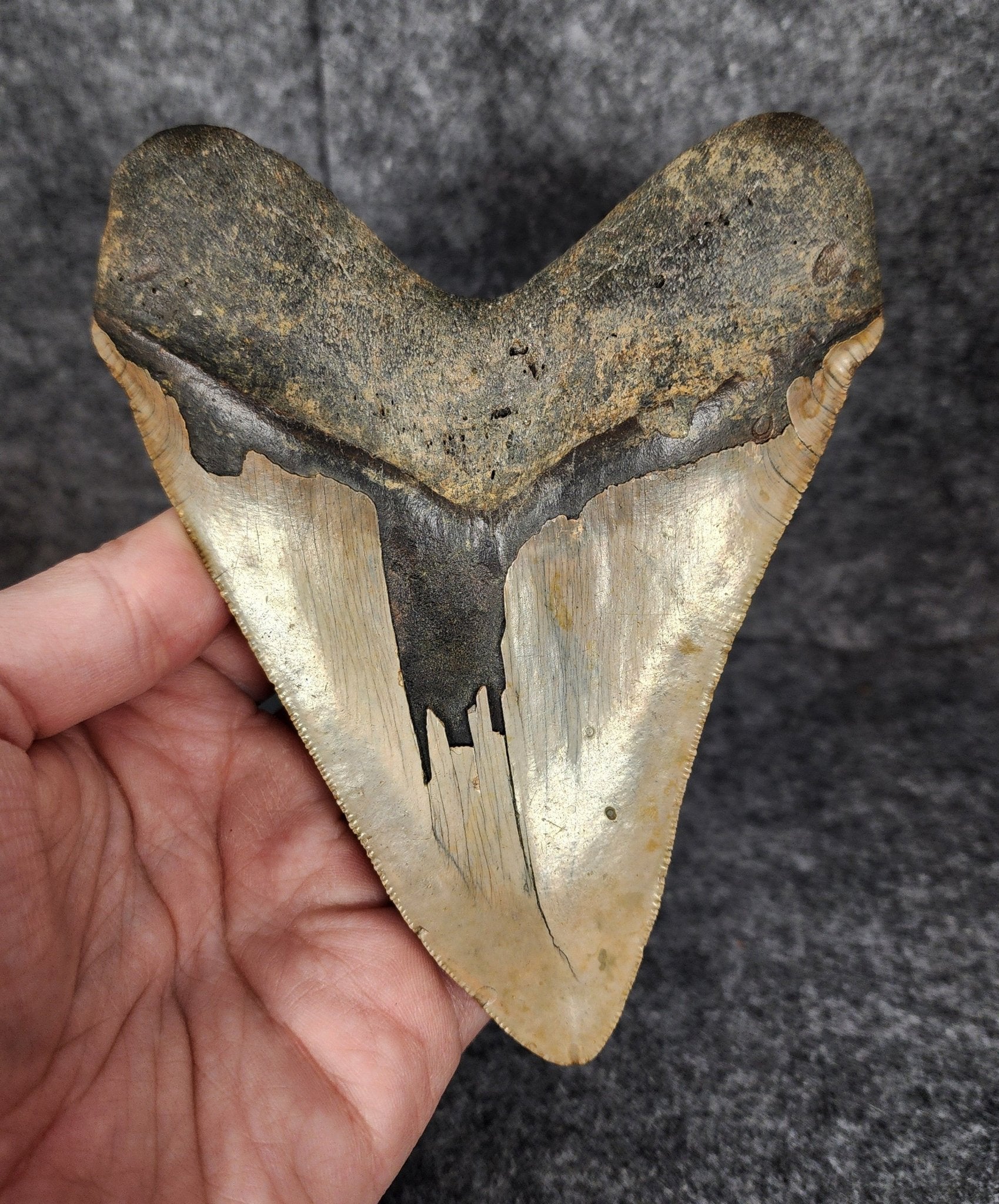 Authentic, 5.50" Fossil Megalodon Tooth - Meg Ledge - Fossil Driven
