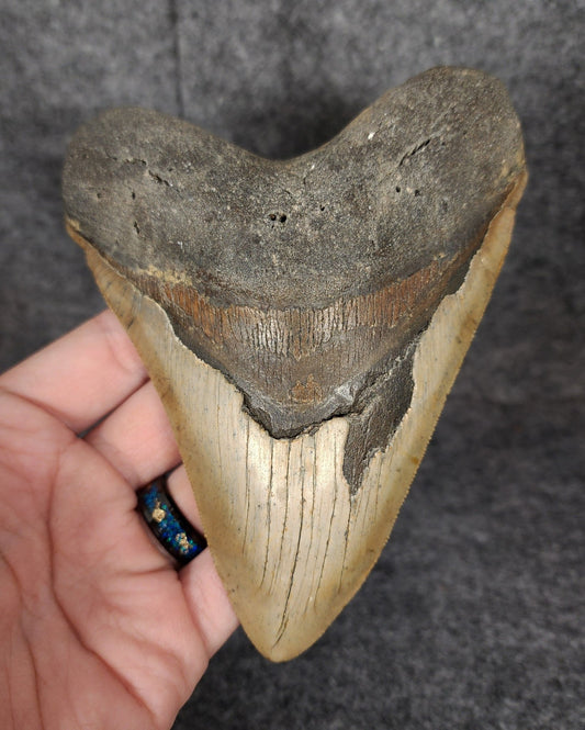 Authentic, 5.50" Fossil Megalodon Tooth - Meg Ledge - Fossil Driven