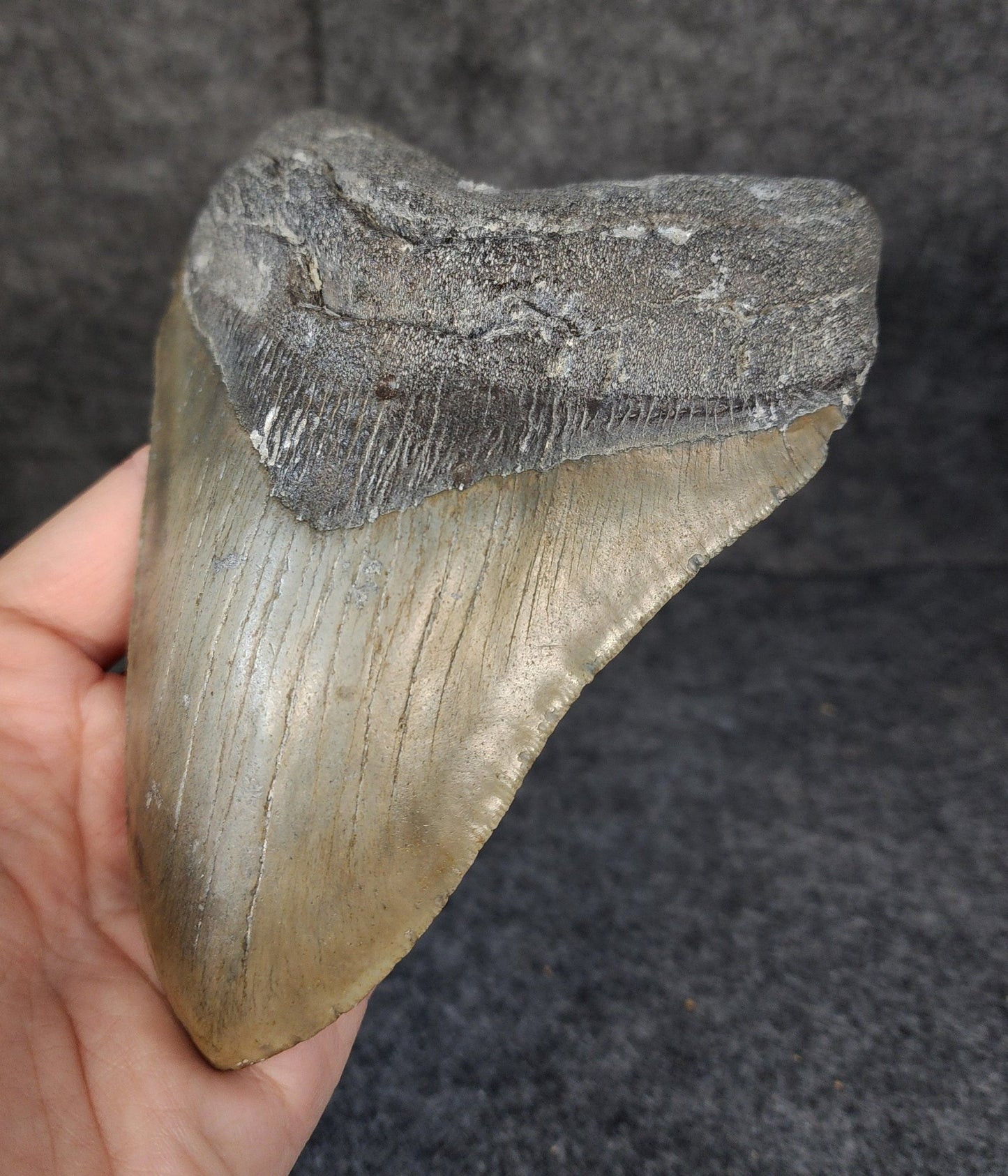 Authentic, 5.54" Fossil Megalodon Tooth - Meg Ledge - Fossil Driven