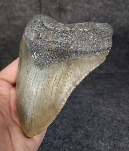 Authentic, 5.54" Fossil Megalodon Tooth - Meg Ledge - Fossil Driven