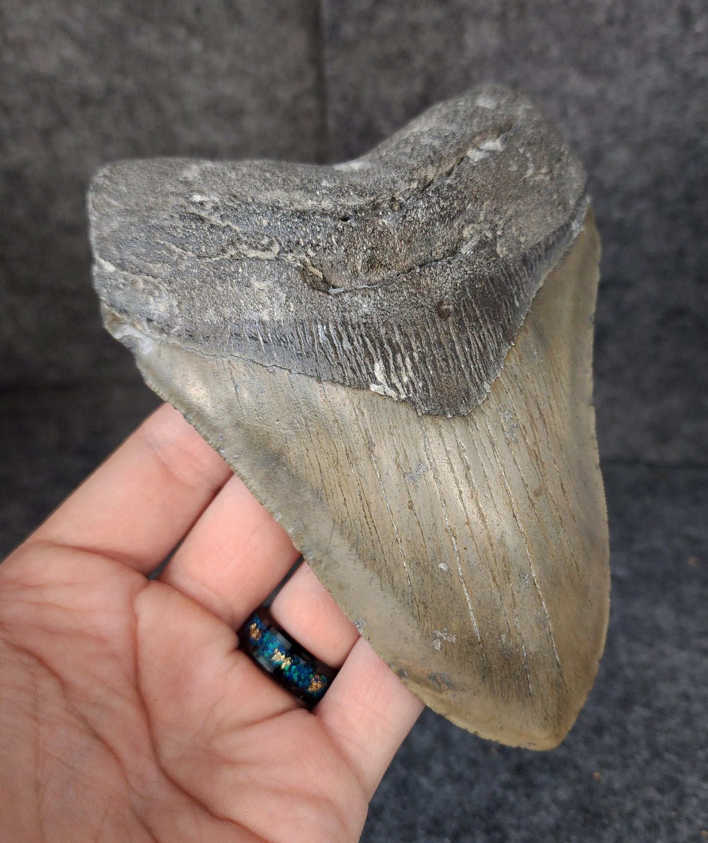 Authentic, 5.54" Fossil Megalodon Tooth - Meg Ledge - Fossil Driven