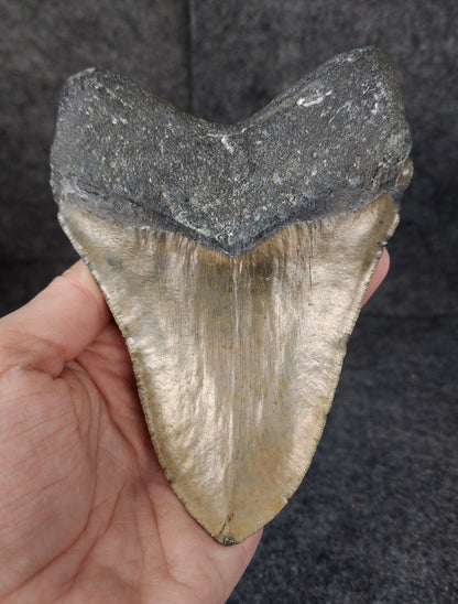 Authentic, 5.54" Fossil Megalodon Tooth - Meg Ledge - Fossil Driven