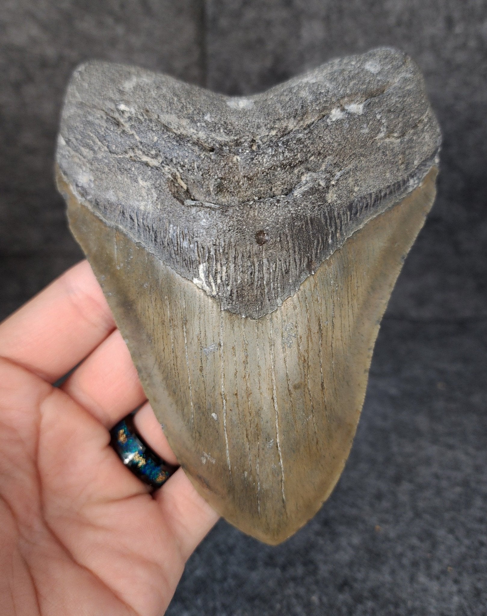 Authentic, 5.54" Fossil Megalodon Tooth - Meg Ledge - Fossil Driven