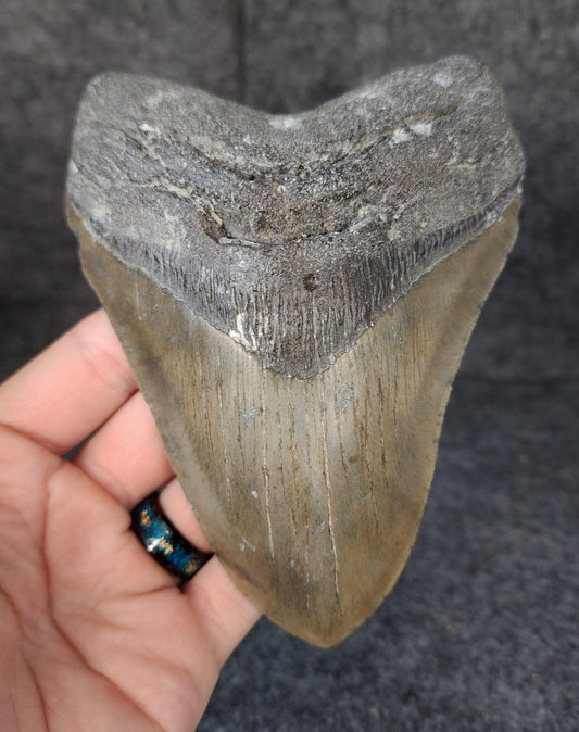 Authentic, 5.54" Fossil Megalodon Tooth - Meg Ledge - Fossil Driven