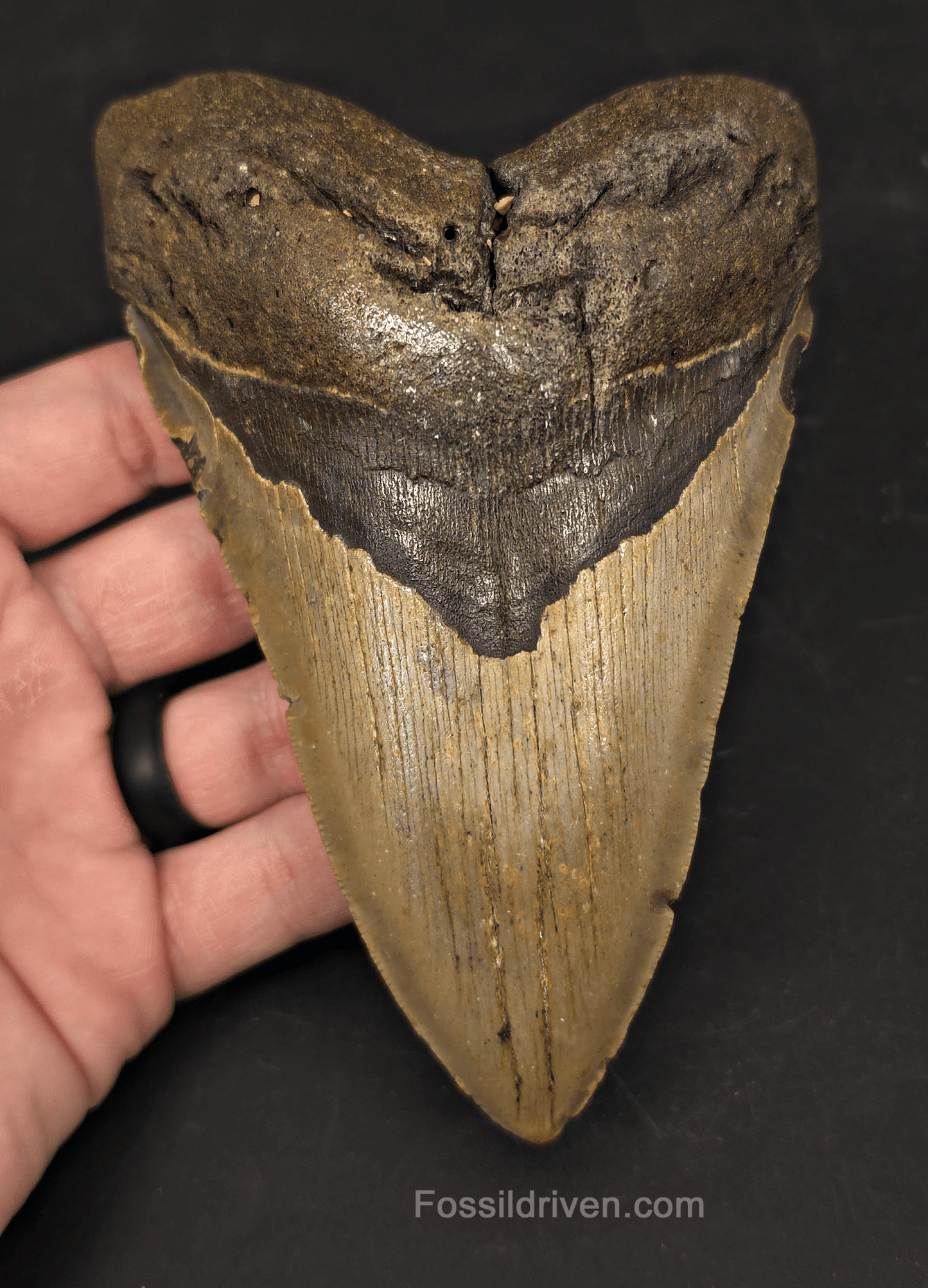 Authentic, 5.56" Fossil Megalodon Tooth - Meg Ledge, North Carolina - Fossil Driven