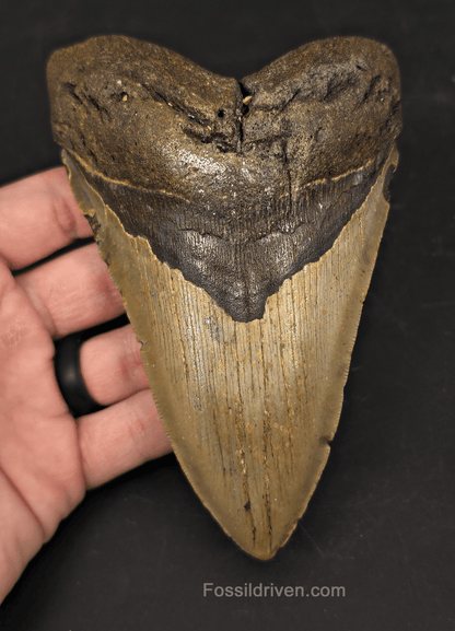 Authentic, 5.56" Fossil Megalodon Tooth - Meg Ledge, North Carolina - Fossil Driven