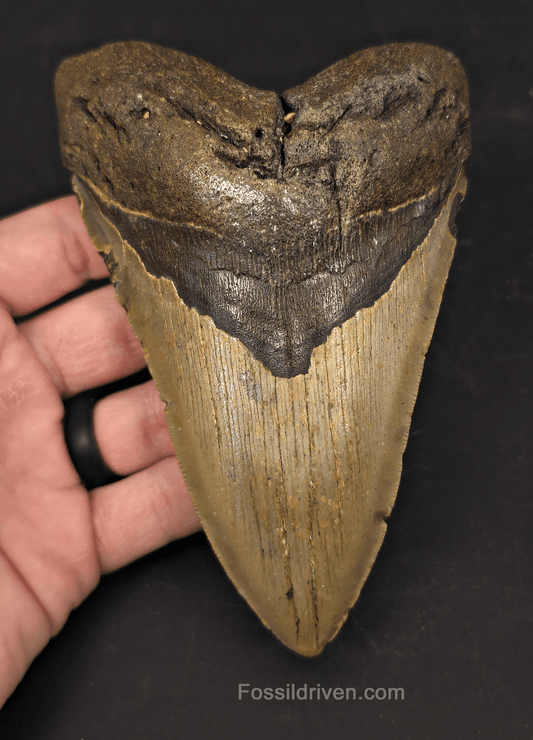 Authentic, 5.56" Fossil Megalodon Tooth - Meg Ledge, North Carolina - Fossil Driven