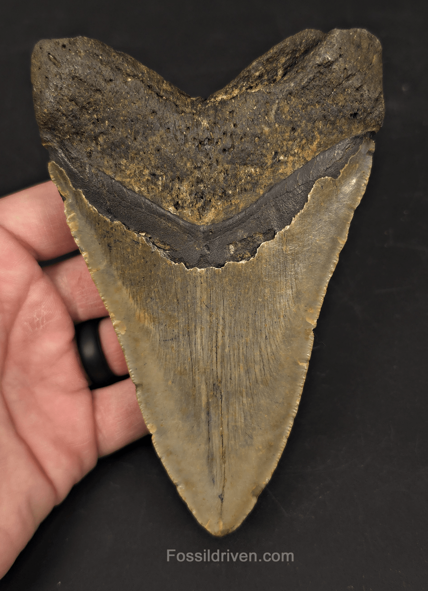Authentic, 5.56" Fossil Megalodon Tooth - Meg Ledge, North Carolina - Fossil Driven